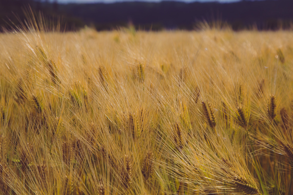 北陸地ビール祭り！金沢駅の「おみやげ処」で販売中！北陸新幹線沿線の地ビールを集めました！